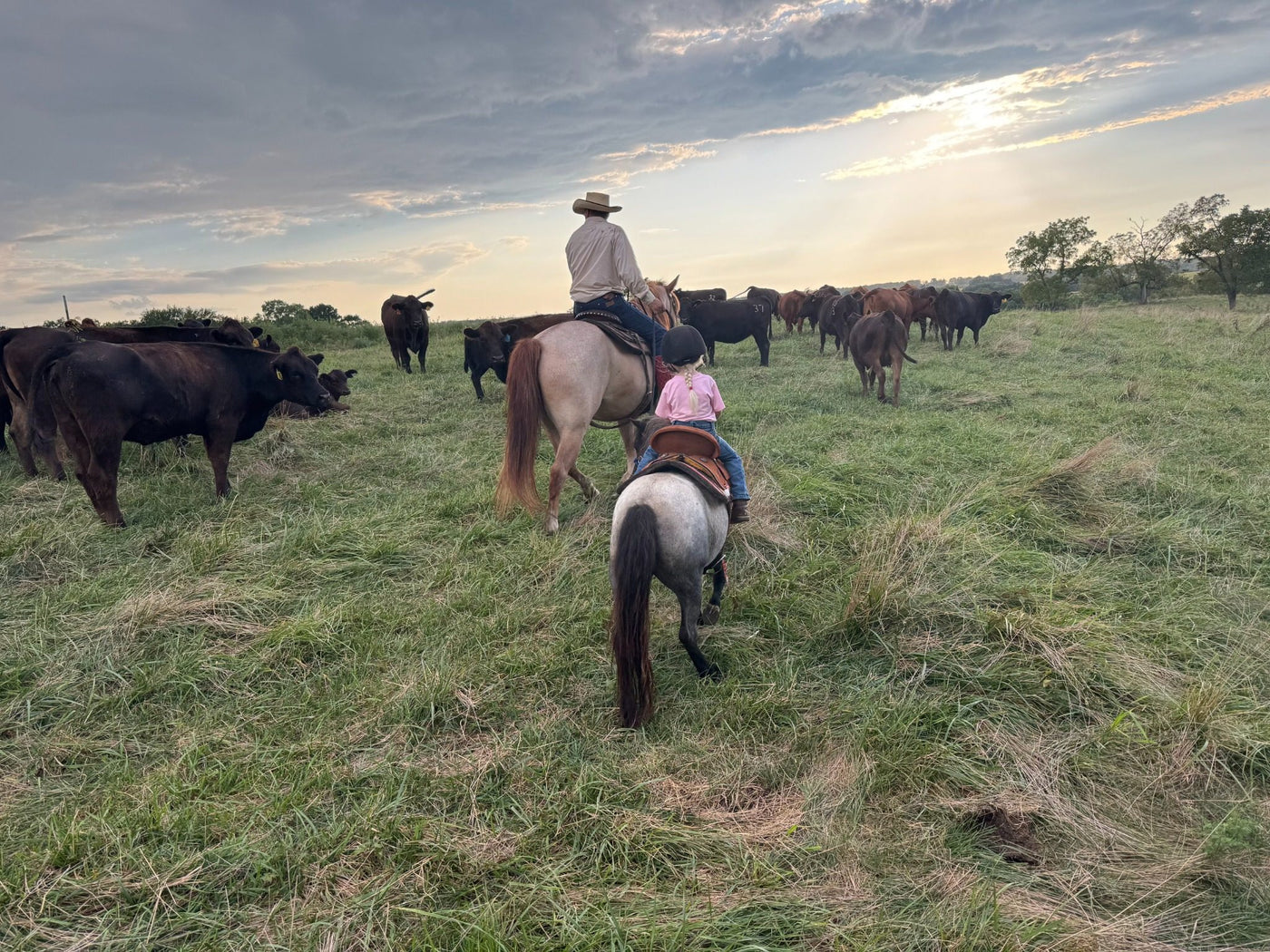 Cattle on pasture