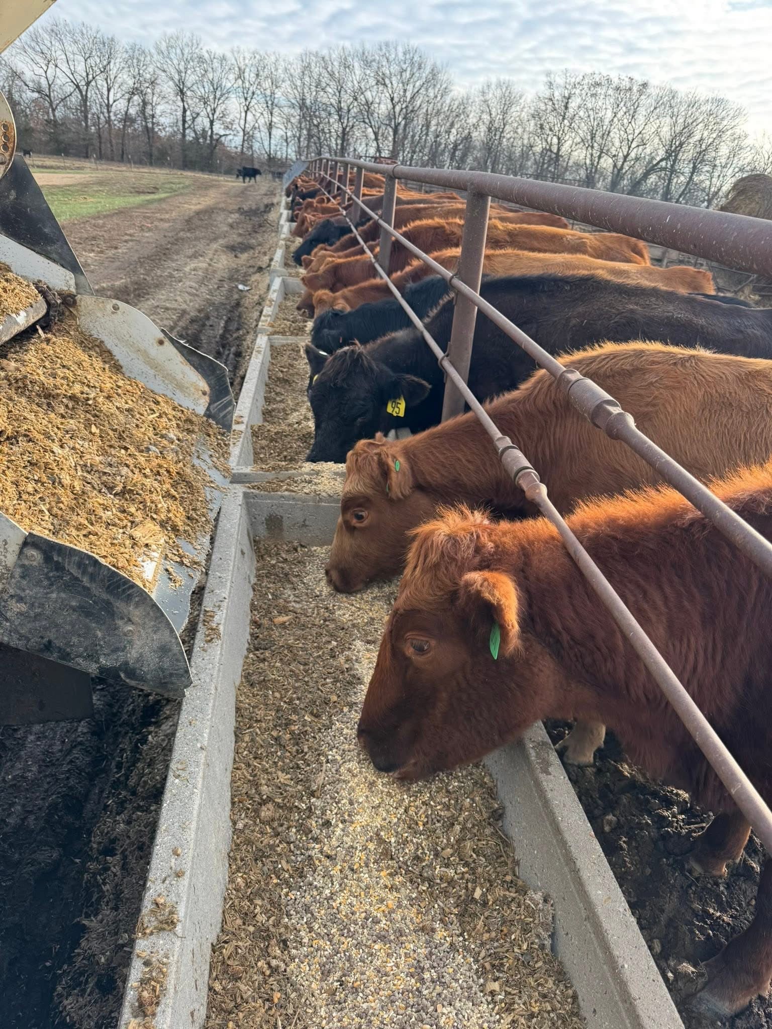 Cattle at feedline